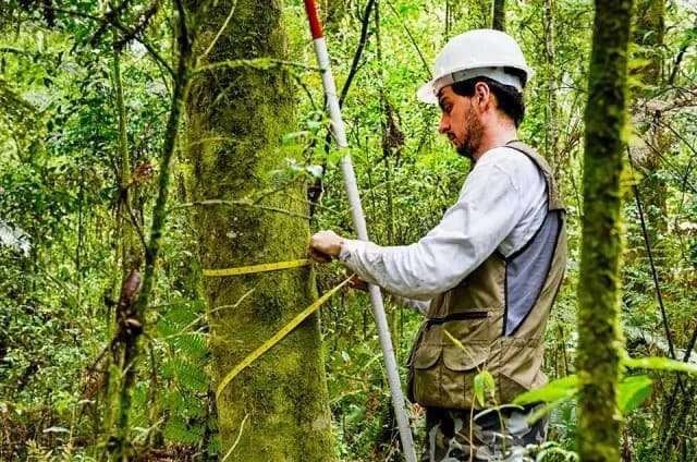 How Sustainable Forest Management Generates Value for Investors