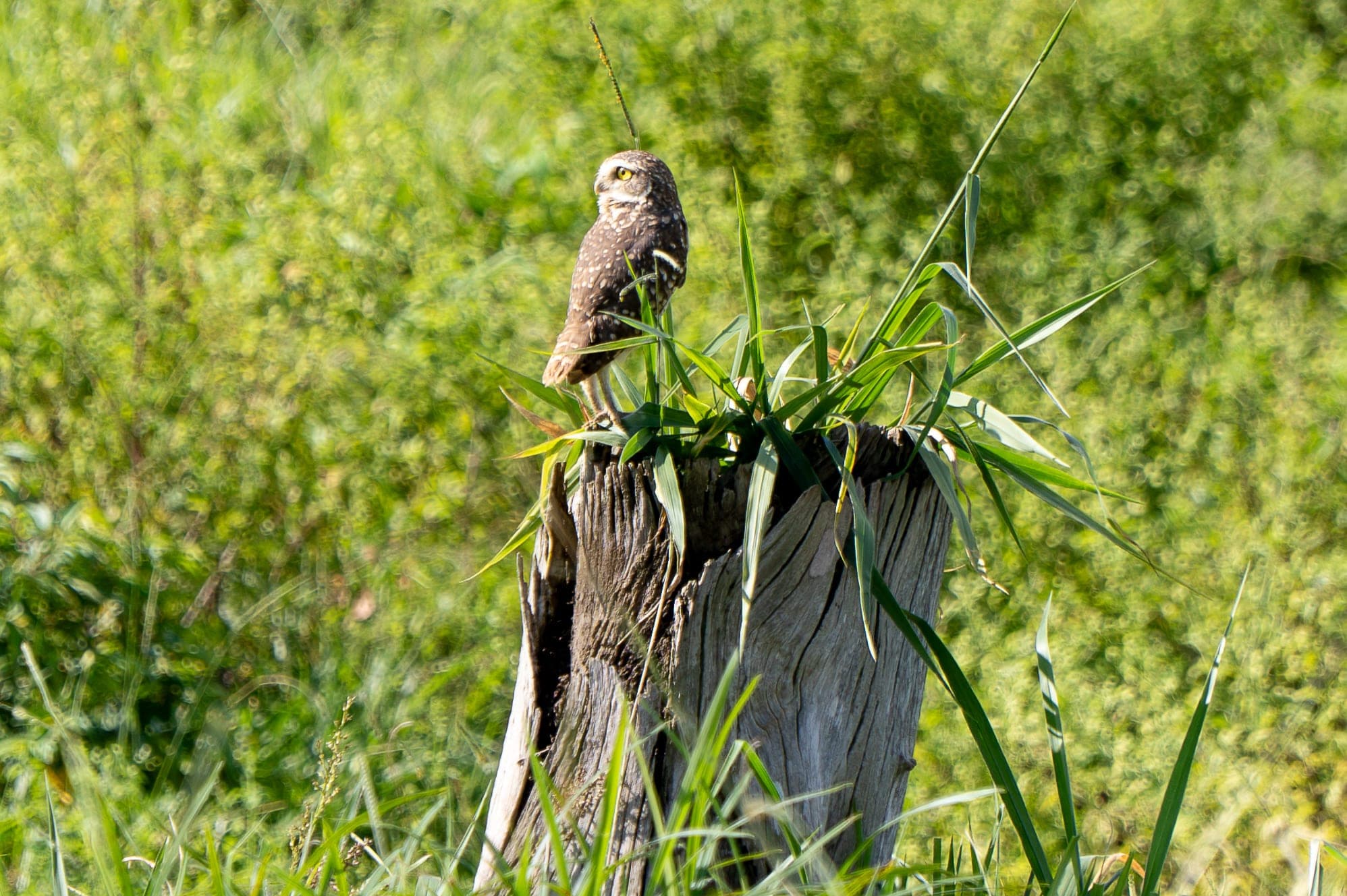Fauna