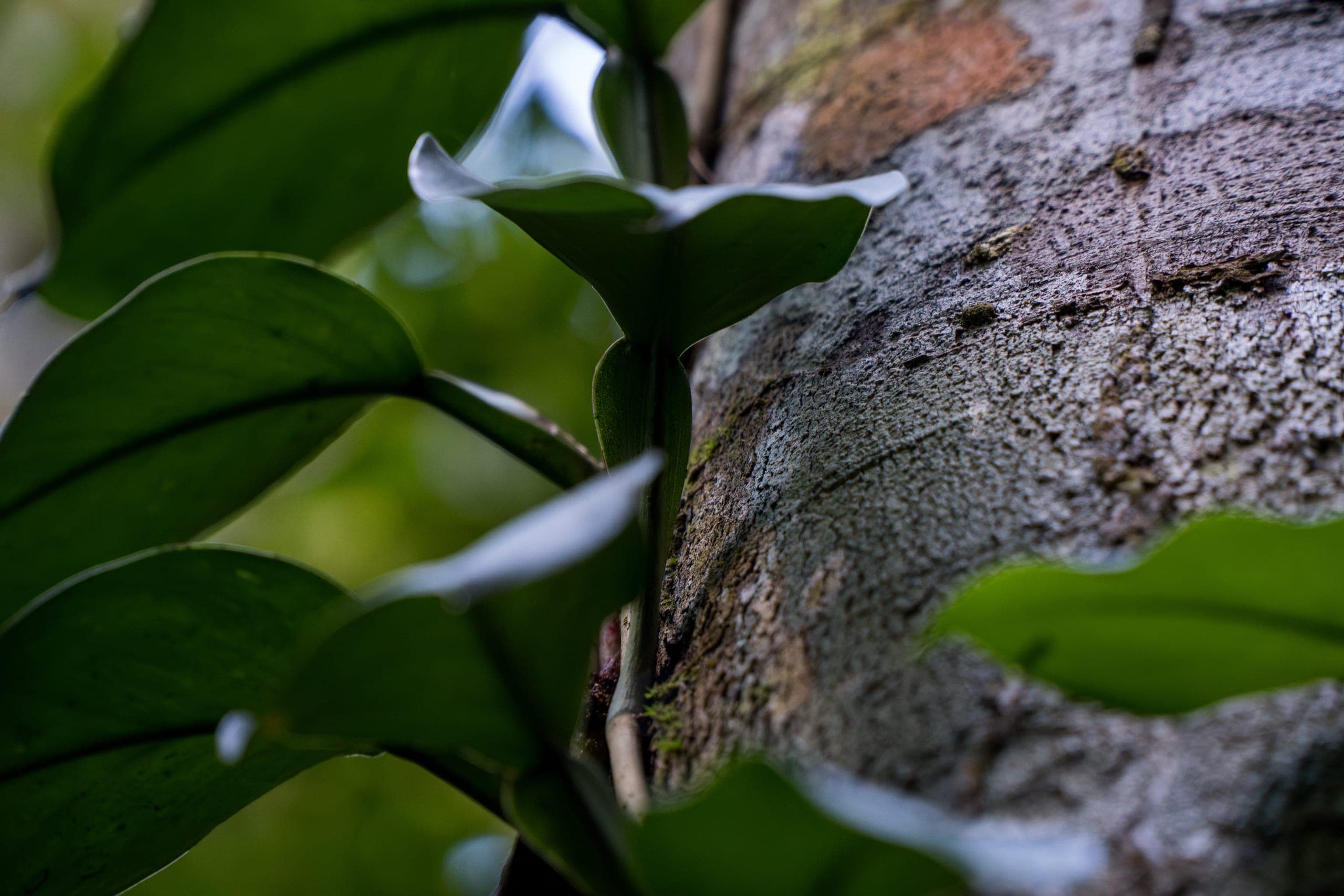 Flora