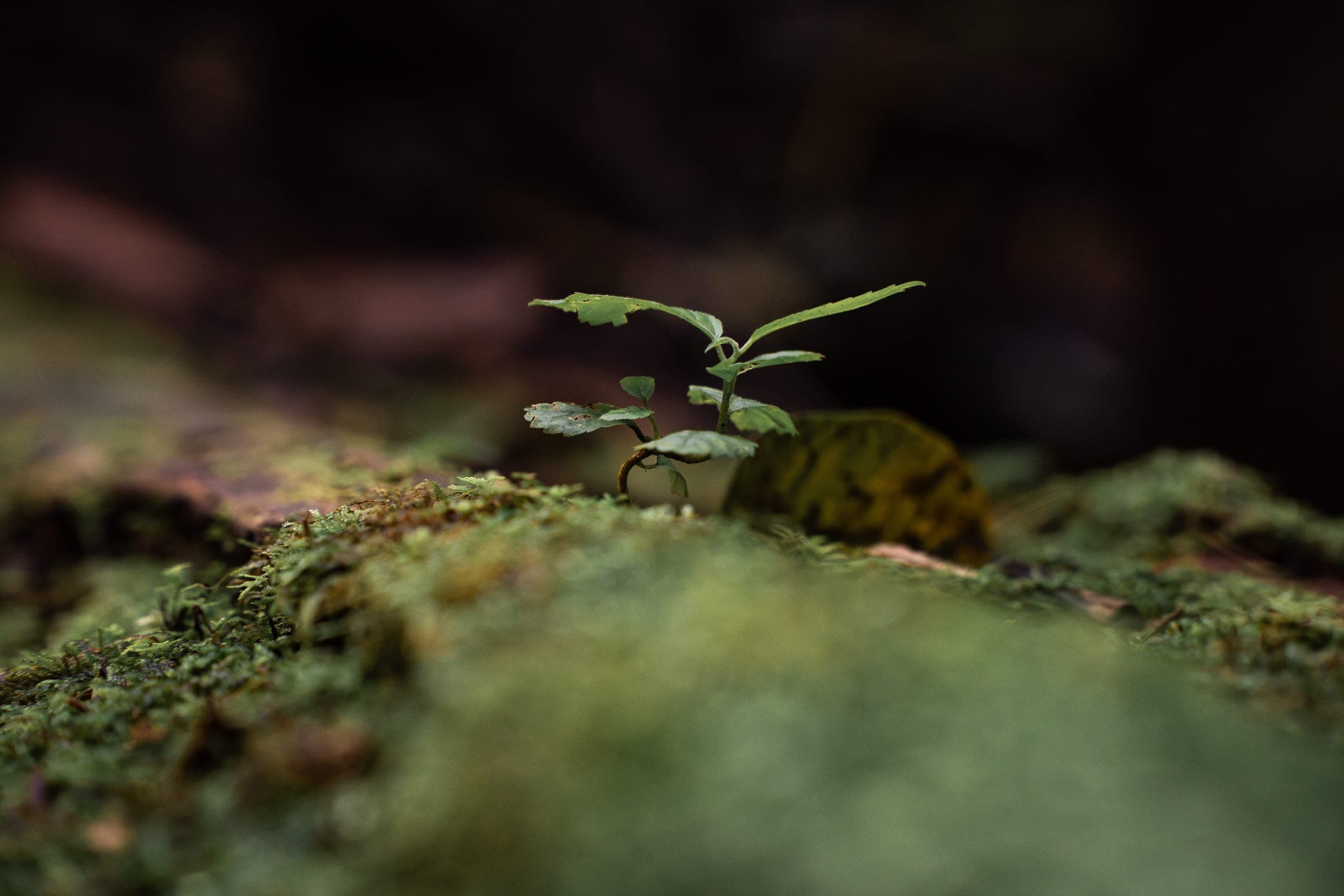 Flora