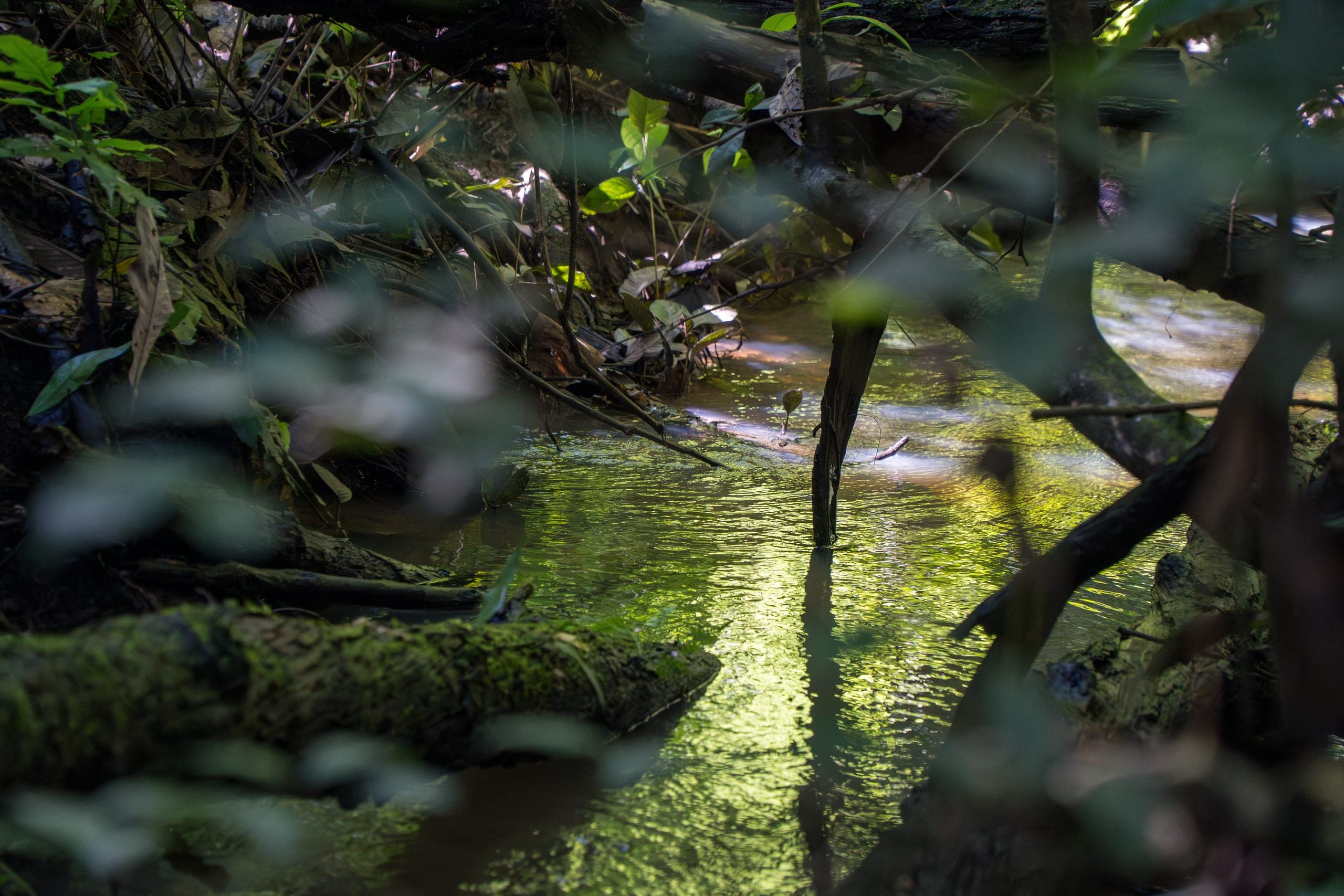 Rio Jurupari