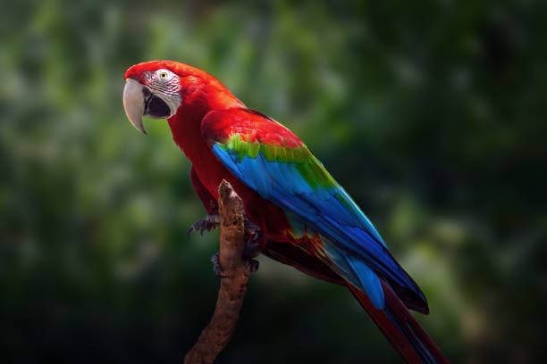 Arara Vermelha (Ara chloropterus)