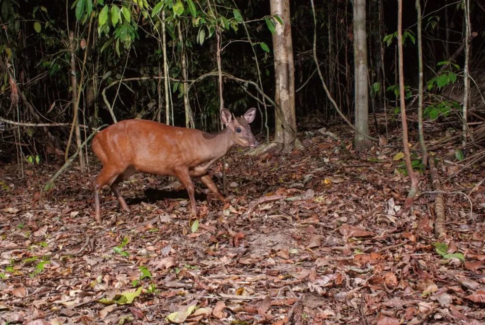 Veado Vermelho (Mazama americana)